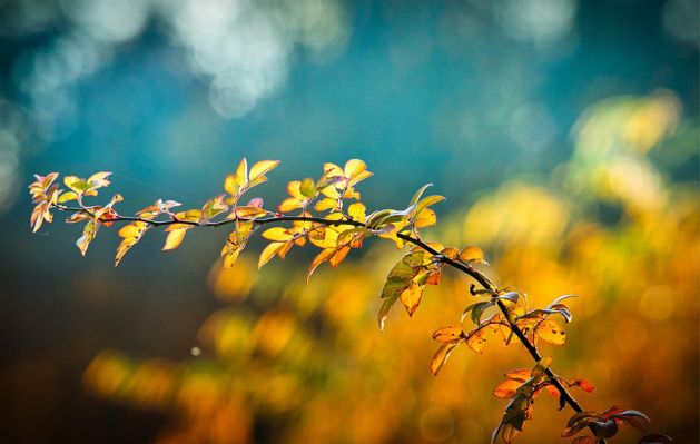 Approches Thérapeutiques ou Non thérapeuthiques